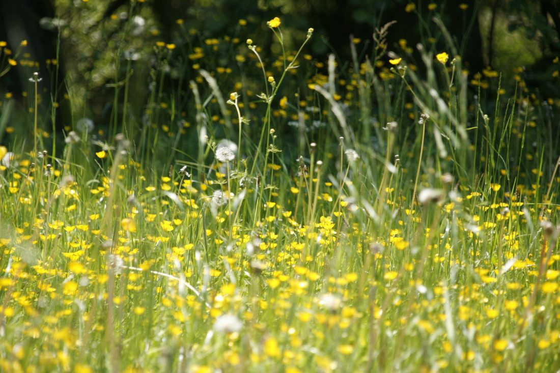 Pollen meadow10 top tips to handle hay fever this spring!